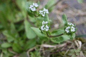 Valerianella (1200 x 801)